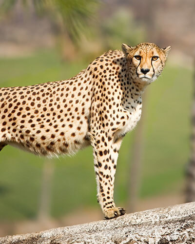 Ann Van Dyk Cheetah Centre